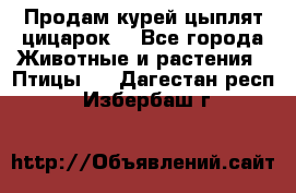 Продам курей цыплят,цицарок. - Все города Животные и растения » Птицы   . Дагестан респ.,Избербаш г.